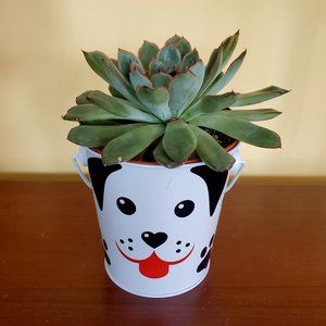 Echeveria Succulent in Dog Planter